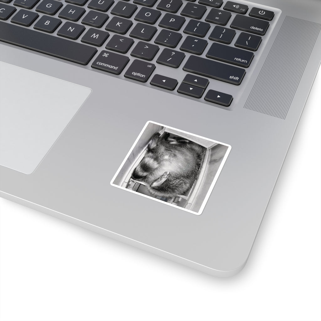 Sanchez the Raccoon | Sticker Collection