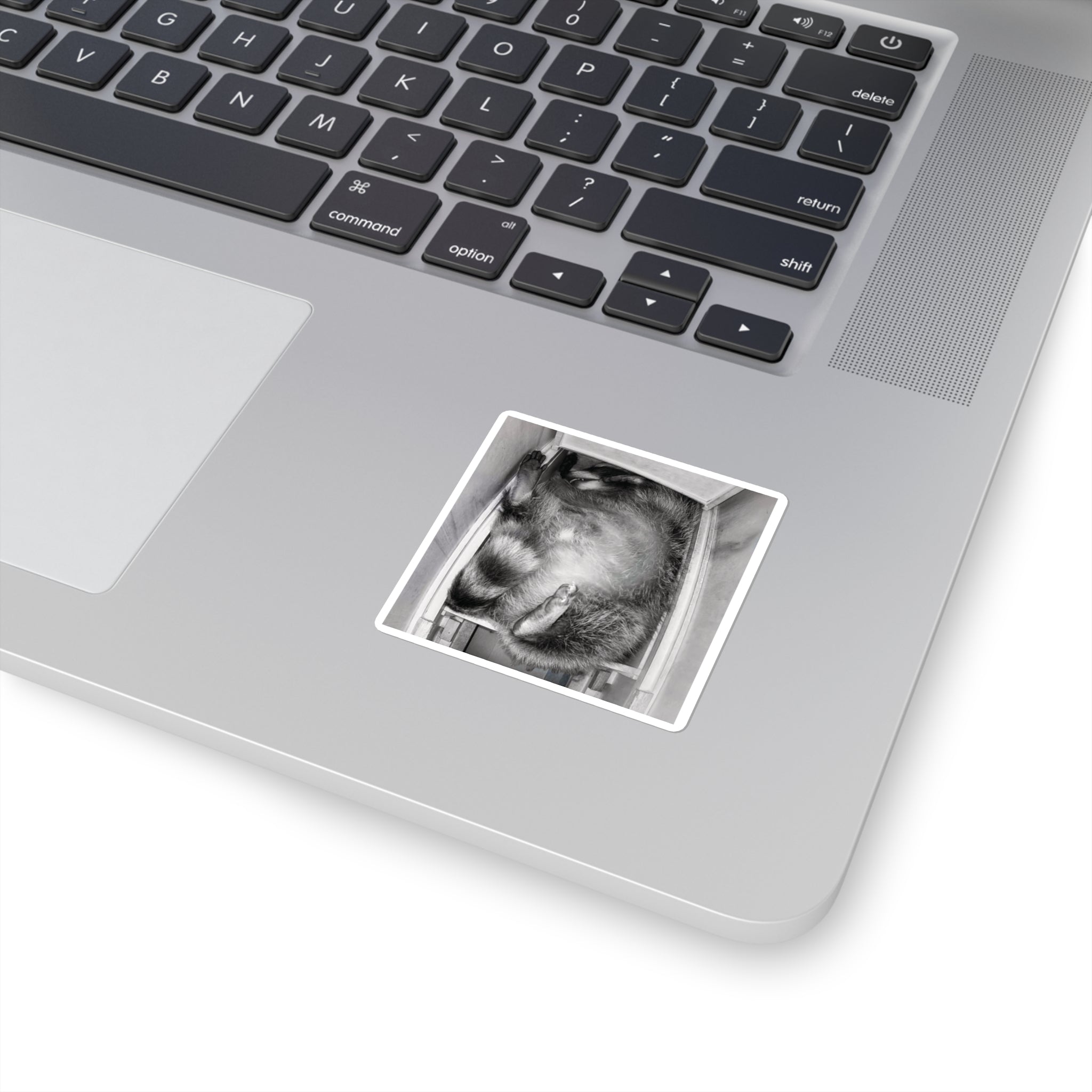 Sanchez the Raccoon | Sticker Collection