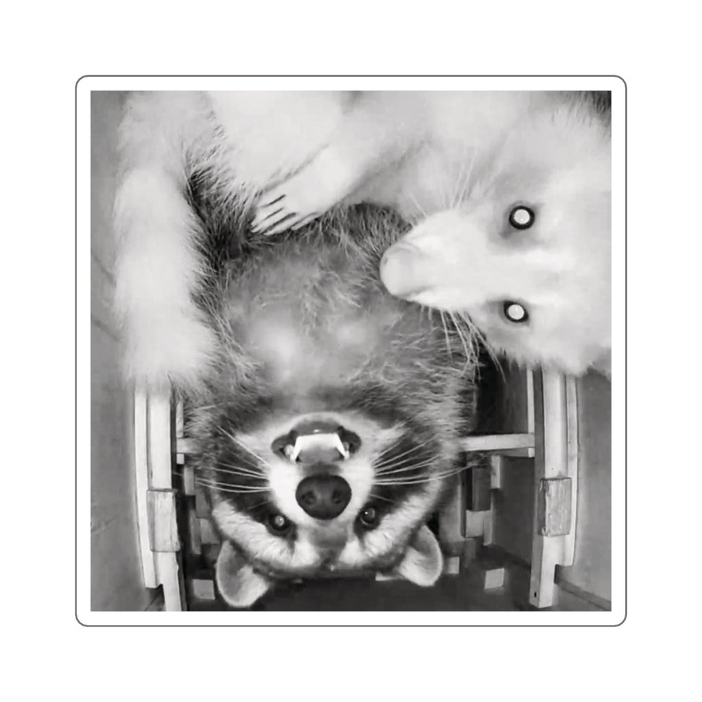 Sanchez the Raccoon | Sticker Collection