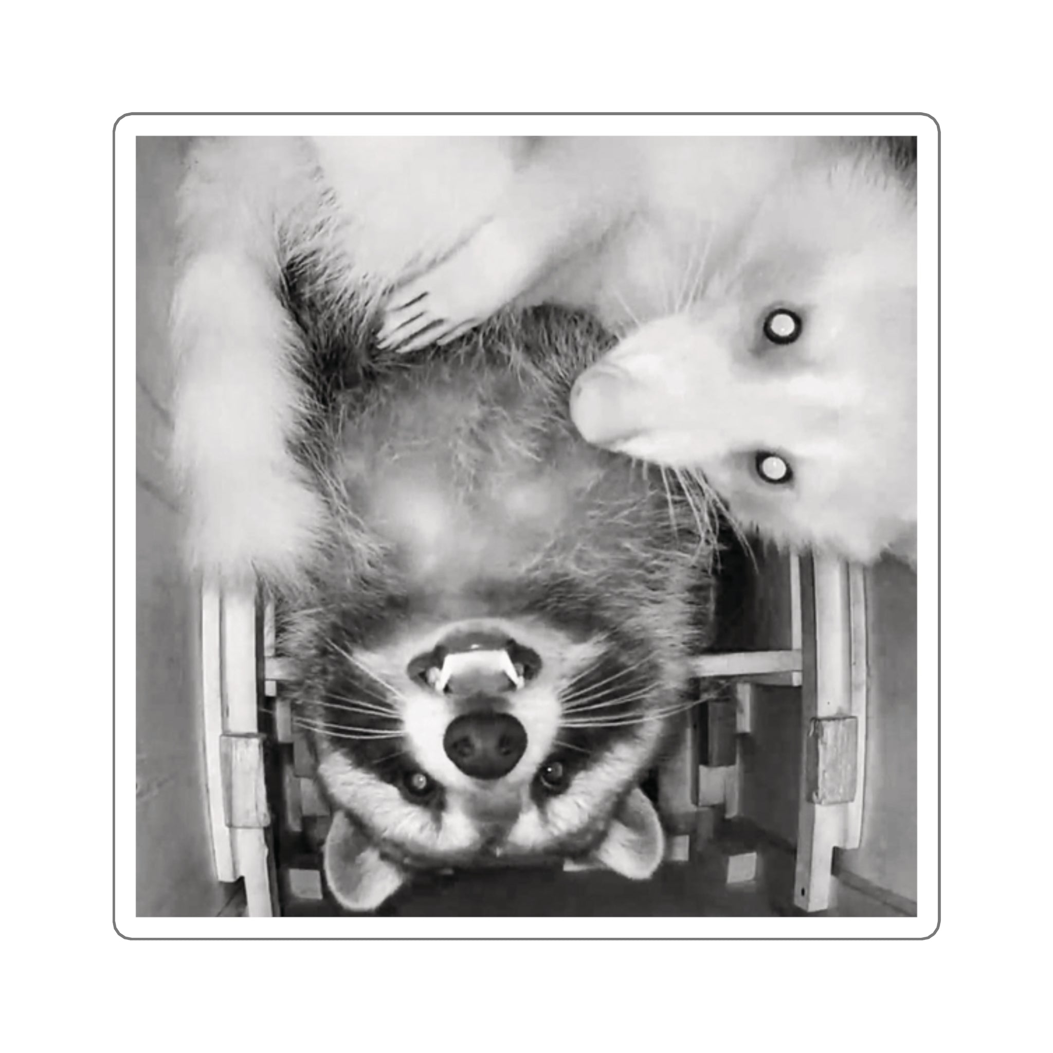 Sanchez the Raccoon | Sticker Collection