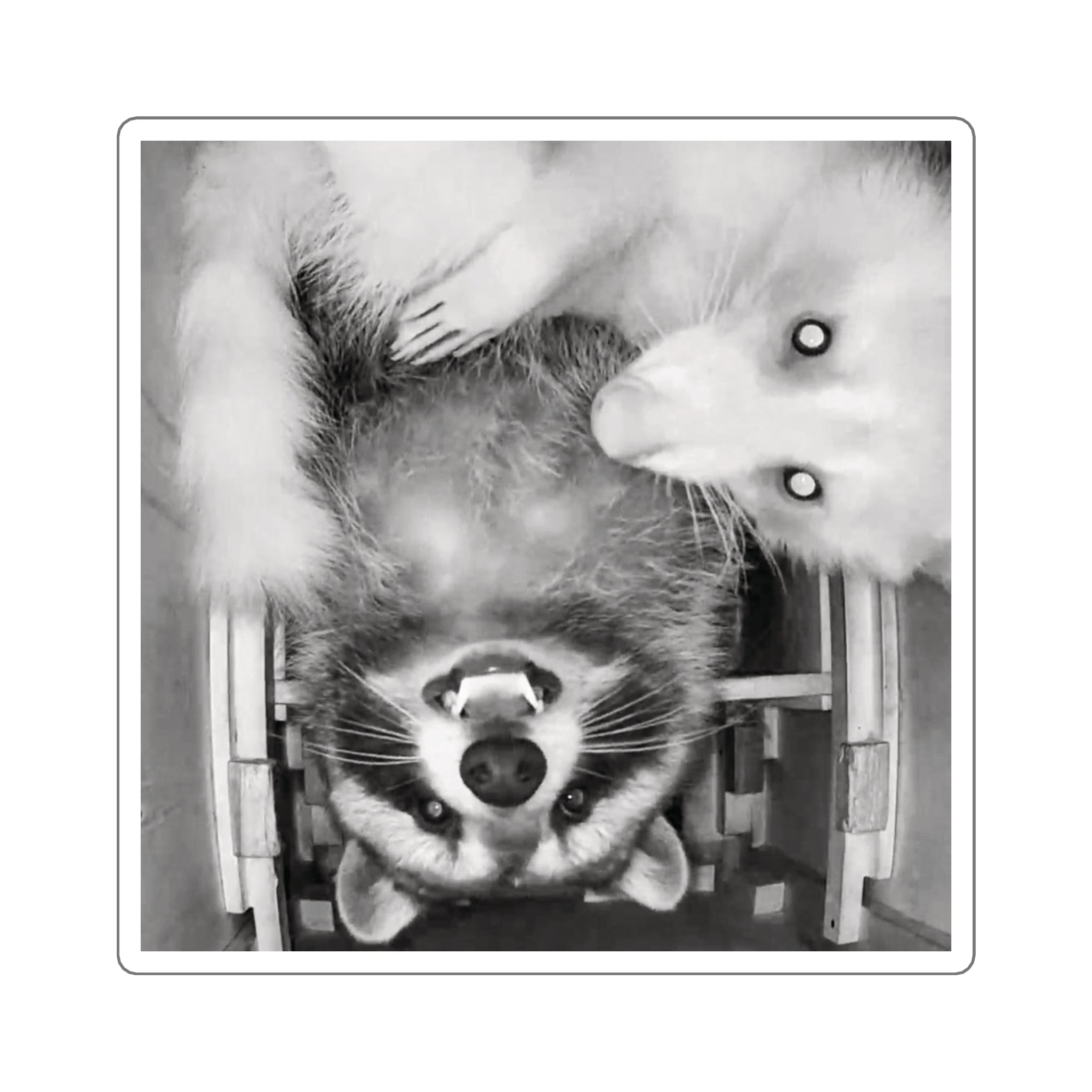 Sanchez the Raccoon | Sticker Collection