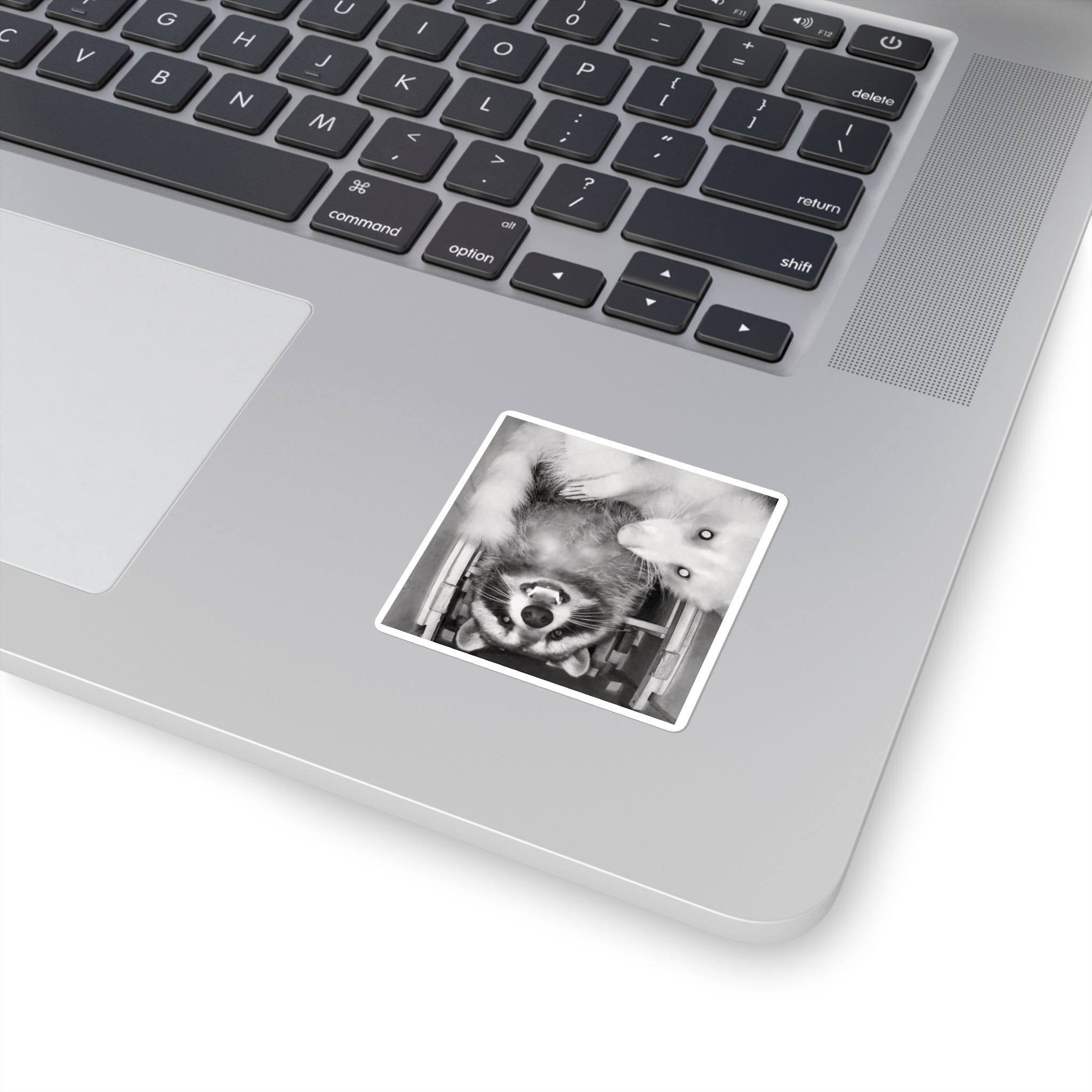 Sanchez the Raccoon | Sticker Collection
