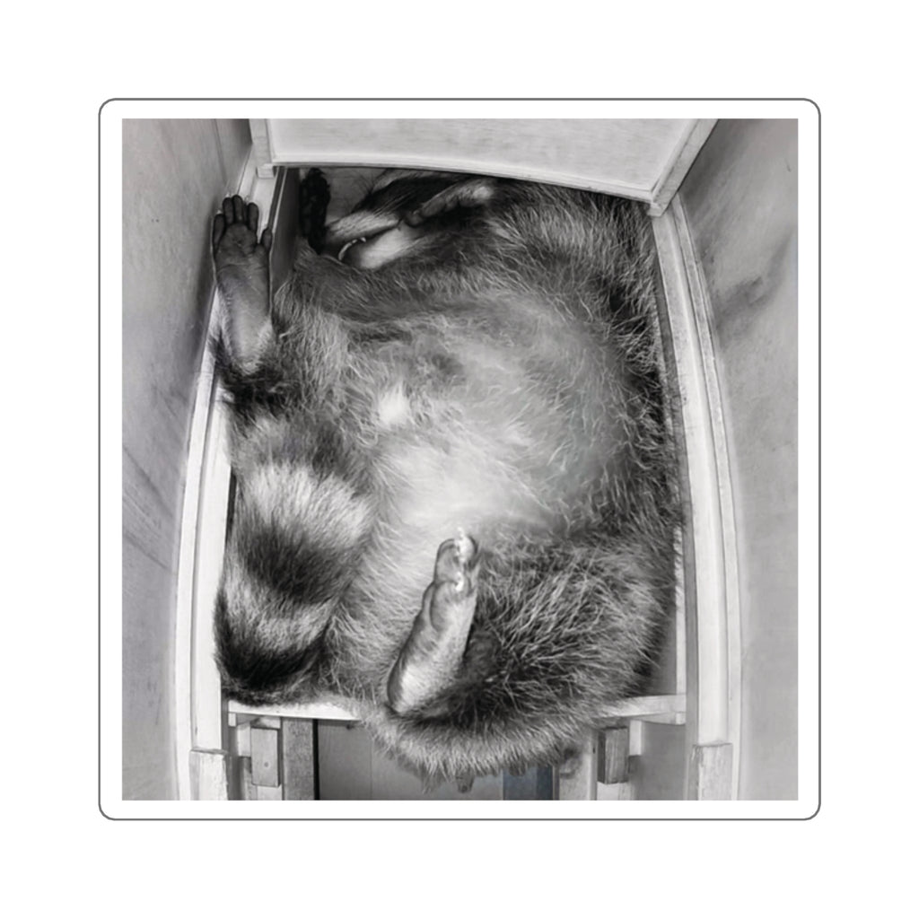 Sanchez the Raccoon | Sticker Collection
