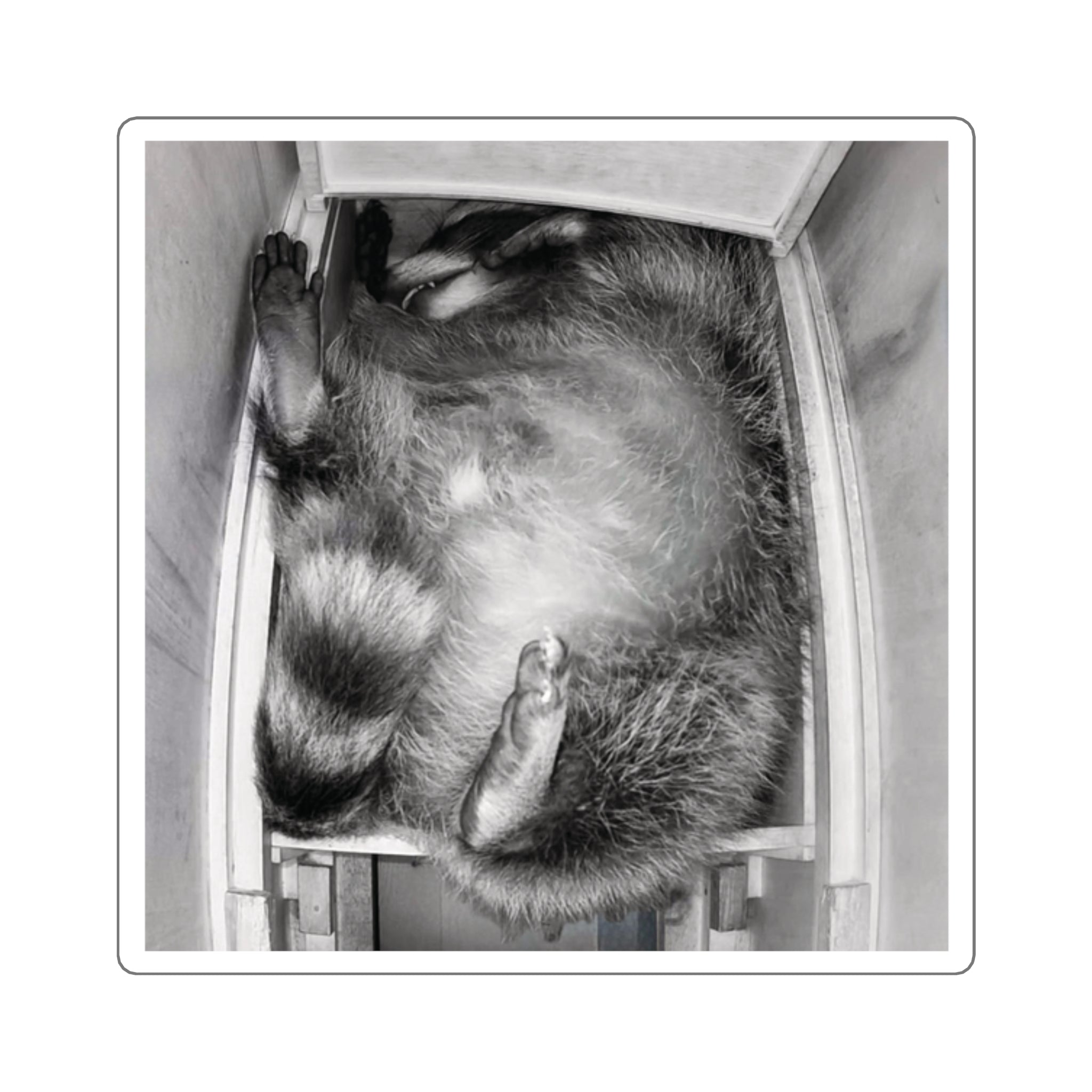 Sanchez the Raccoon | Sticker Collection