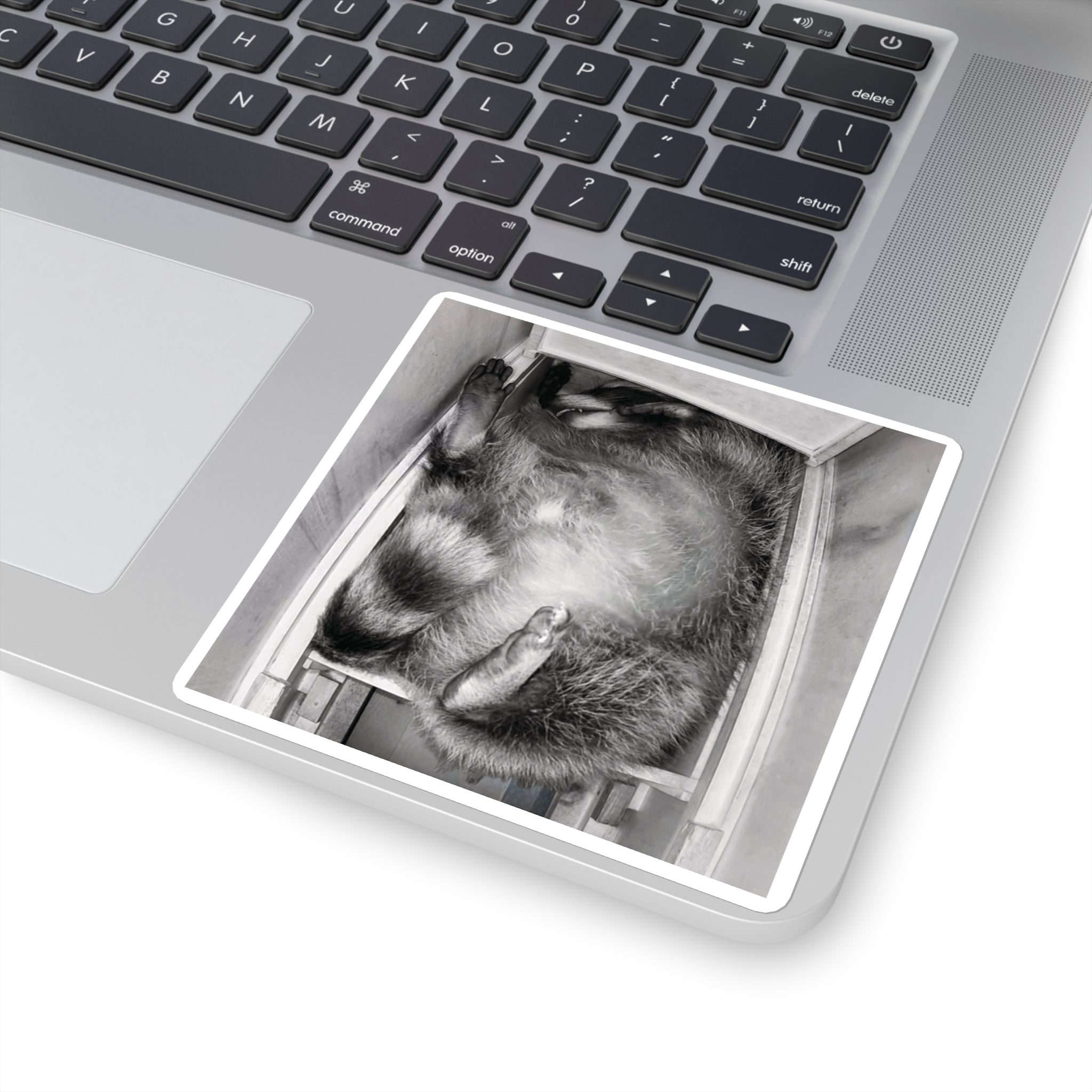 Sanchez the Raccoon | Sticker Collection