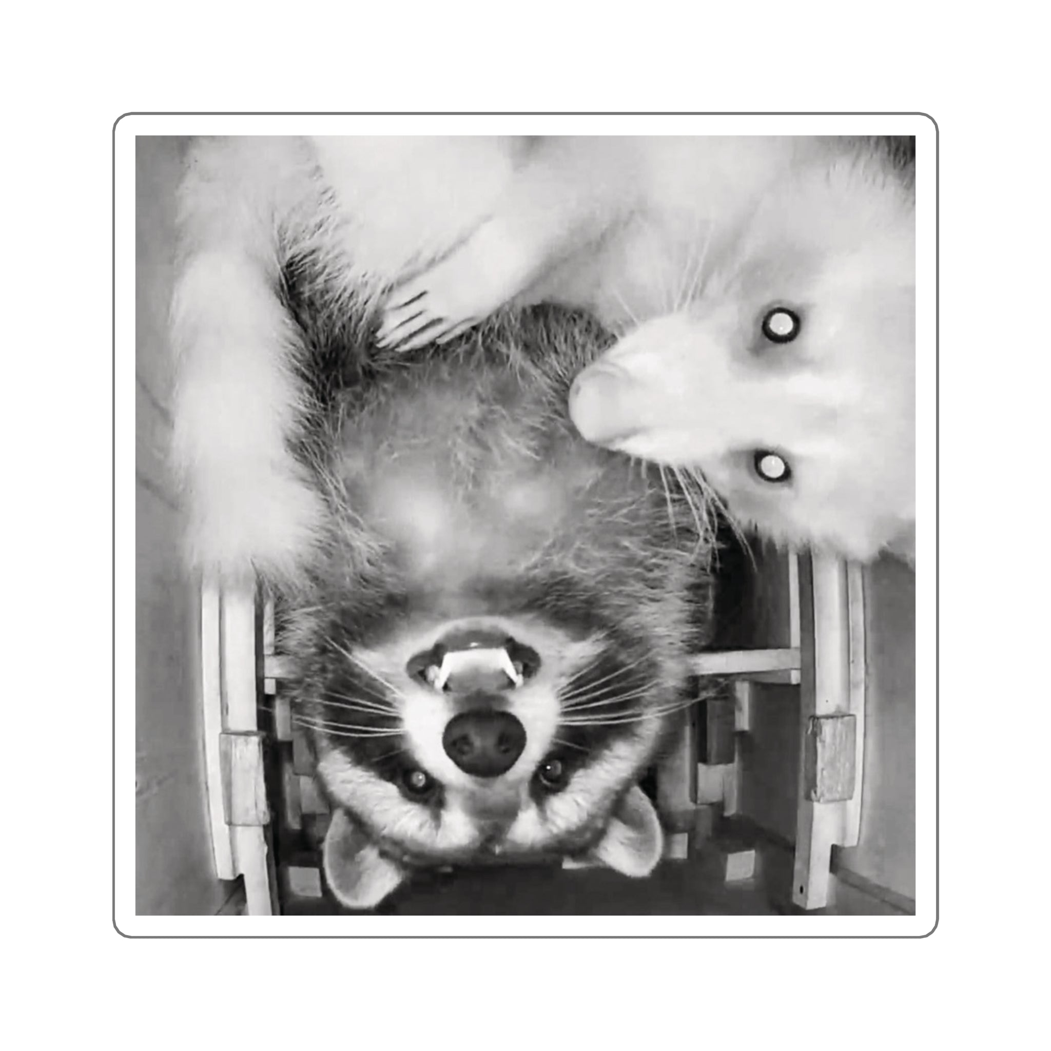 Sanchez the Raccoon | Sticker Collection