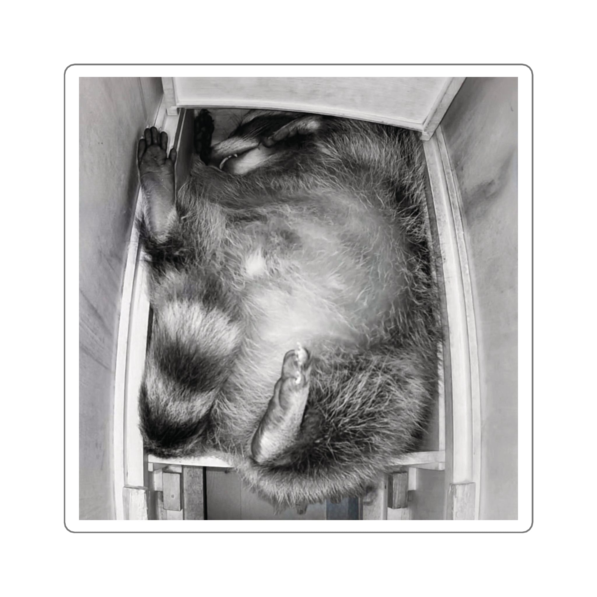 Sanchez the Raccoon | Sticker Collection