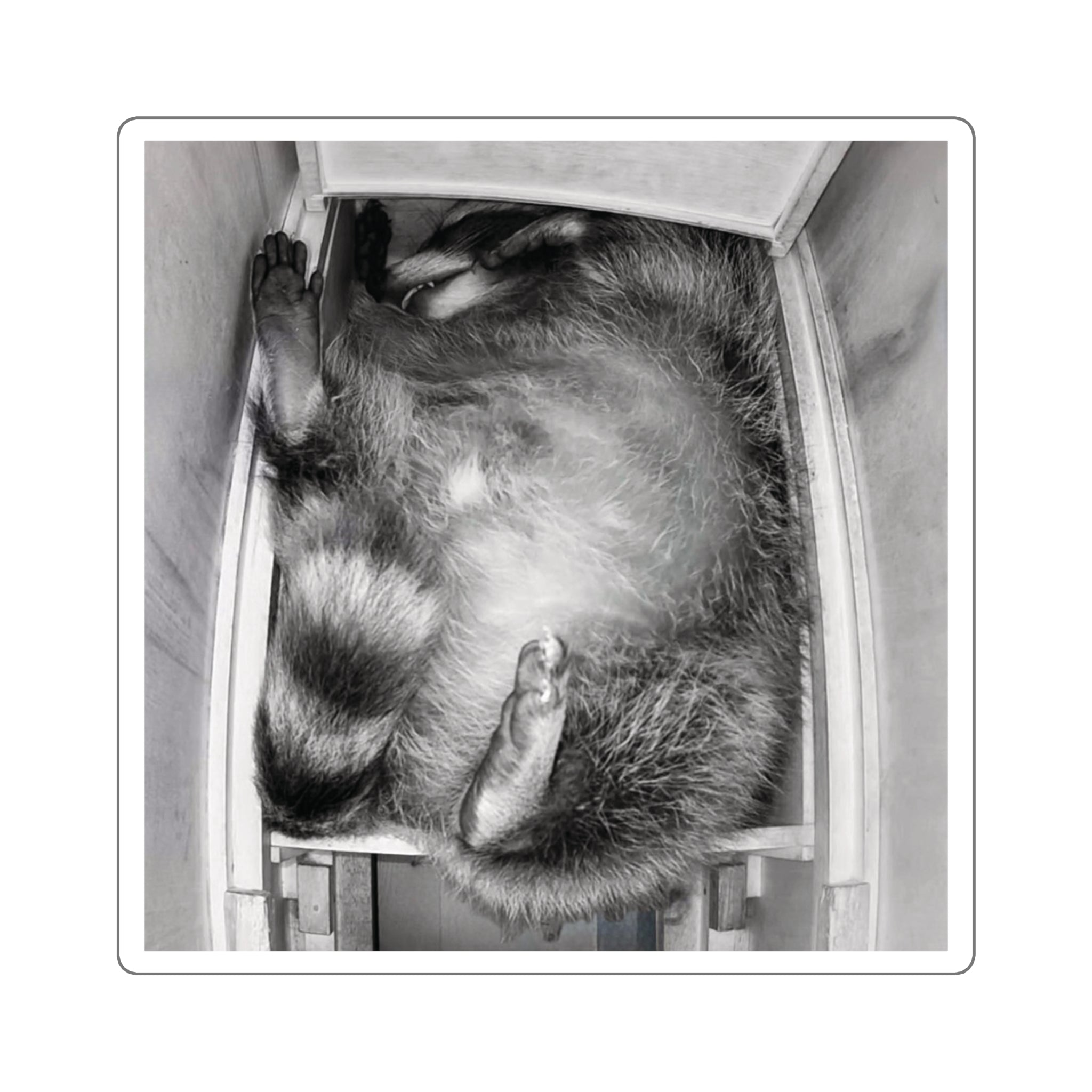 Sanchez the Raccoon | Sticker Collection